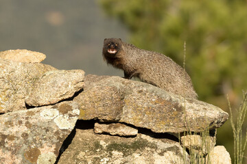 Mongoose in a Mediterranean forest of pines and oaks in the last light of a cold January evening