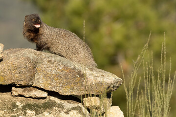 Mongoose in a Mediterranean forest of pines and oaks in the last light of a cold January evening