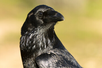Common raven in a Mediterranean mid-mountain area of ​​oak and pine trees at first light on a winter day