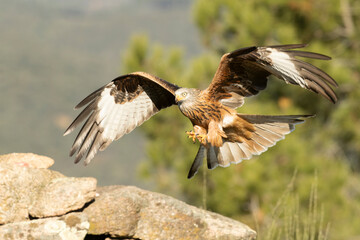 Red kite flying in a Mediterranean forest of oak and pine trees in the last light of a winter day