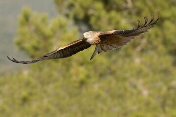 Red kite flying in a Mediterranean forest of oak and pine trees in the last light of a winter day