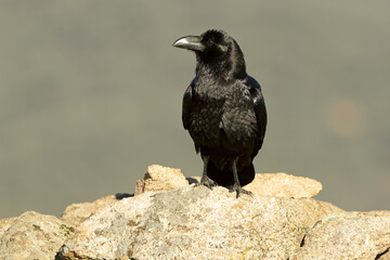 Common raven in a Mediterranean mid-mountain area of ​​oak and pine trees at first light on a winter day