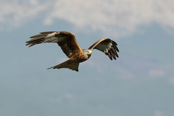 Red kite flying in a Mediterranean forest of oak and pine trees in the last light of a winter day