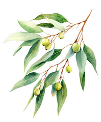 Botanical olive branch with green leaves and olives. Watercolor PNG clipart with transparent background, perfect for organic branding and decor