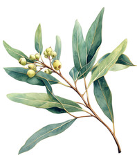 Olive branch watercolor PNG with green leaves and fruits. Transparent background clipart for Mediterranean-themed design and natural branding