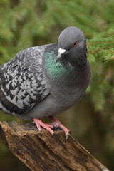 This is a cute dove in a forest in sunny spring day.