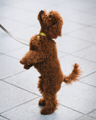 Perrito marrón en la calle