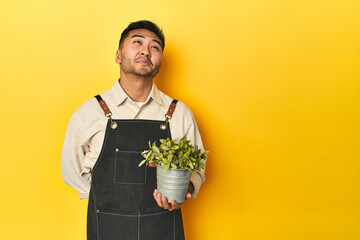 Asian gardener man holding a plant, yellow studio backdrop dreaming of achieving goals and purposes