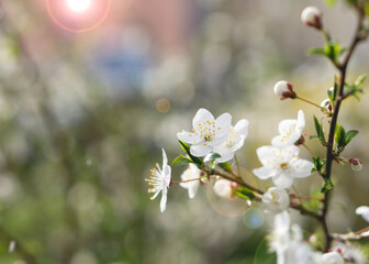 Blooming plum branch in spring 5