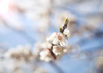 Branch of apricot with blooming flowers