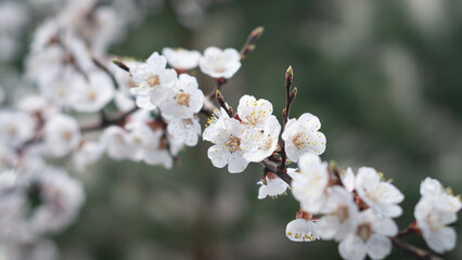 Branch of apricot with blooming flowers 2