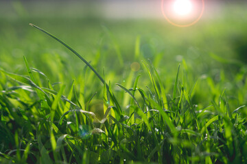 Green juicy grass in the rays of light