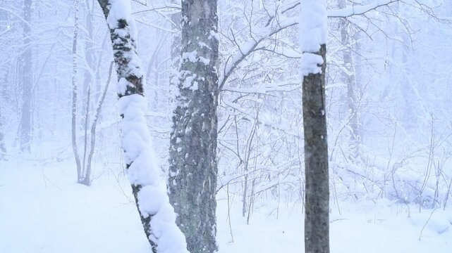 Snowy winter forest. Winter in Borovsky Park, Moscow.