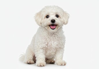 Obraz premium Playful bichon frise sitting cheerfully against a clean white background