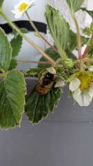 Erdbeeren
