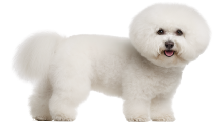 Perfectly groomed Frise showcasing fluffy coat and playful demeanor in bright indoor setting