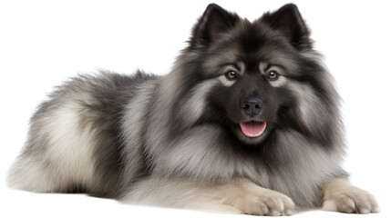 Fluffy Keeshond looking puffy and well-groomed in bright light, showcasing a friendly expression and luscious coat