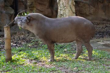 South American Tapir (Tapirus terrestris ) in the park.