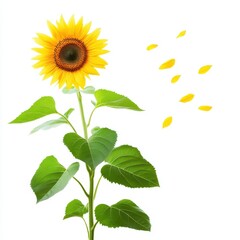 Sunflower illustration with falling petals