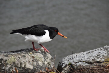 An oystercatcher is walking on a rocky beach in sunny spring day.