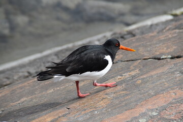 An oystercatcher is walking on a rocky beach in sunny spring day.