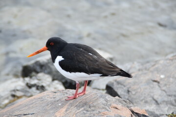 An oystercatcher is walking on a rocky beach in sunny spring day.
