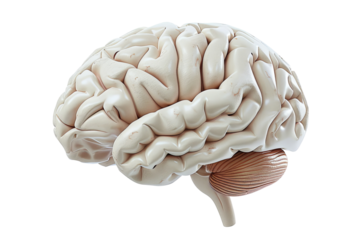 Human brain anatomy rendered in 3D, showcasing lobes and cerebellum against a transparent background. Study aid for neuroscience