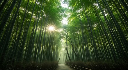 Fototapeta premium Sunlit Bamboo Forest Path: Serene Architectural Perspective 