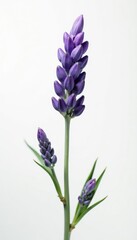Obraz premium Single stem of lavender with buds isolated on white background, blooms, solitary