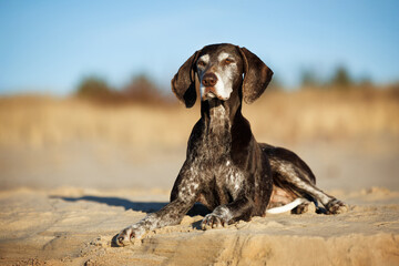 beautiful old german shorthaired pointer dog lying on a beach in sunlight