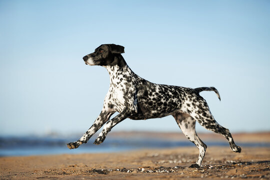 black german shorthaired pointer dog running on a beach in sunlight