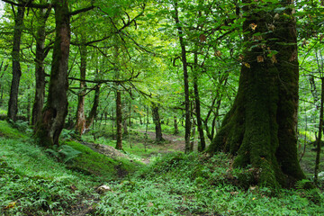 footpath in the forest, path in the forest, forest road, Green forest path with big tree, Peaceful trail through the woods, Nature path surrounded by trees, trunk by the forest path, Iran, Persia