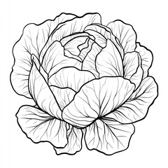 A detailed black and white illustration depicting a beautiful cabbage flower