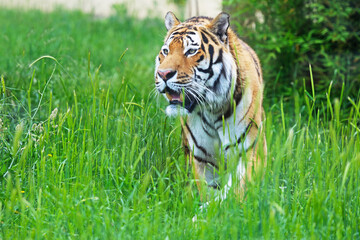Siberian tiger