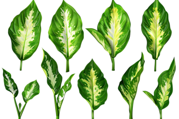 Dieffenbachia leaves with vibrant green hues and central light green variegation are arranged against a transparent background
