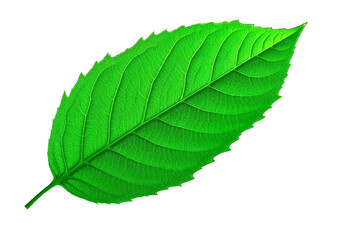 Fototapeta premium Vibrant green leaf showing detailed venation on white background
