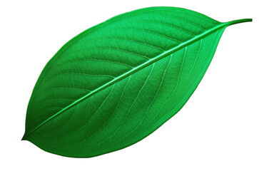 Obraz premium Vibrant green leaf showing detailed venation on white background