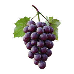 Fototapeta premium Fresh Juicy Red Grapes Bunch Closeup Studio Shot Vineyard Harvest