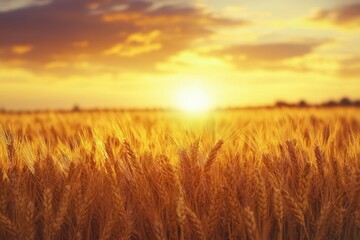 Obraz premium Golden Wheat Field Under Beautiful Sunset Sky with Clouds
