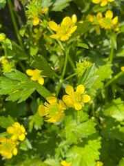 4K close-up of ox-hoof grass