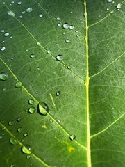 Dew on leave detail 2