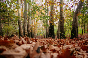 fall walkway, forest road, autumn path, Autumn path covered in leaves, Tree-lined trail with fall colors, Peaceful walk through autumn trees, autumn leaves on ground