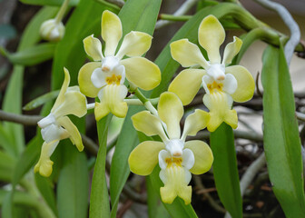 Fototapeta premium Closeup view of tropical epiphytic orchid species vanda denisoniana blooming outdoors with yellow and white flowers 