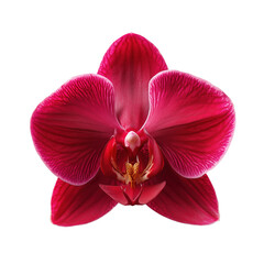Obraz na płótnie Canvas Close up photograph of blooming magenta orchid flower against black background.