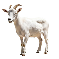 Side view of a brown and white goat with curved horns, standing isolated on transparent background, perfect for agricultural or farm design.