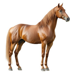 Side view of a majestic chestnut horse standing upright, isolated on transparent background, perfect for equestrian design projects.