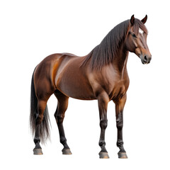 Obraz premium Side view of a majestic chestnut horse standing upright, isolated on transparent background, perfect for equestrian design projects.