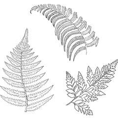 Silver Fern Hand Drawn Illustration sketch⁠