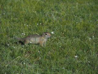 A ground squirrel I met in Mongolia