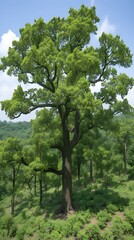 Obraz premium Lush Tree, Hillside Landscape